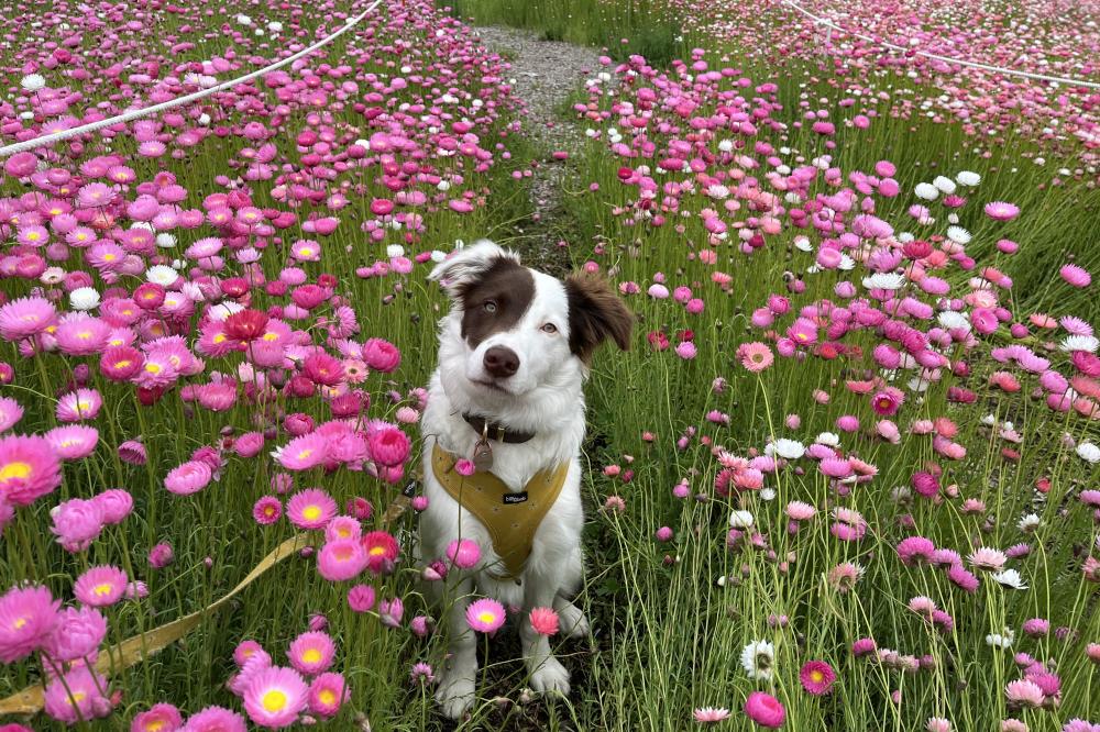 State Government Logo Wa